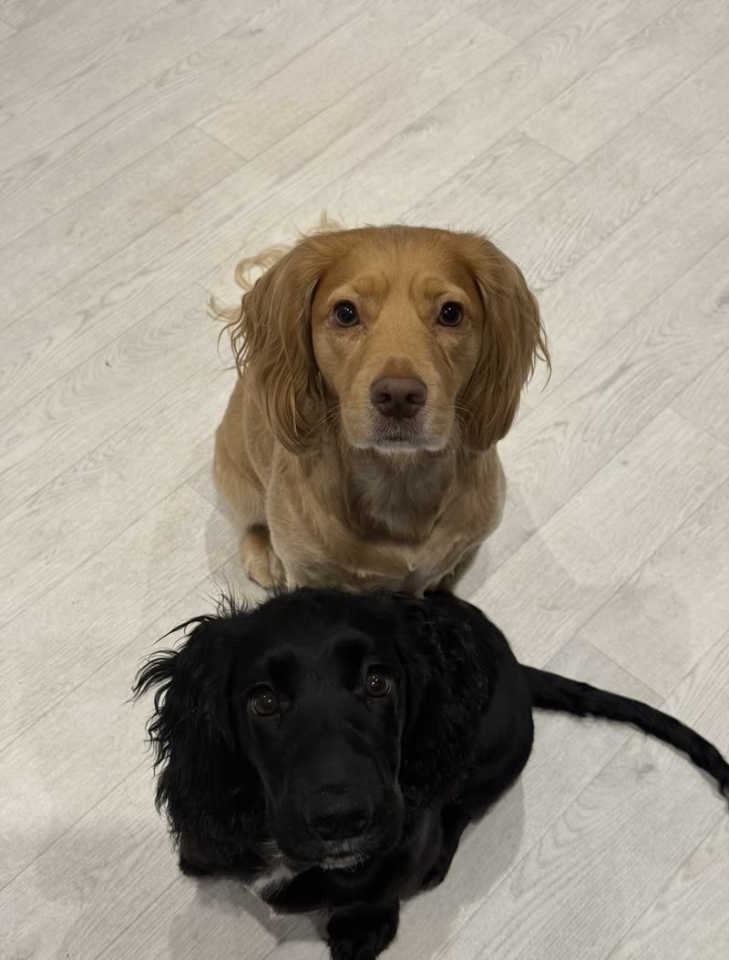 A golden cocker spaniel and a black cocker spaniel sitting side by side on a pale floor