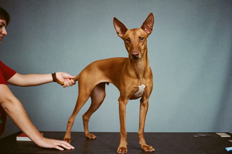 A dog standing calmly on a grooming table