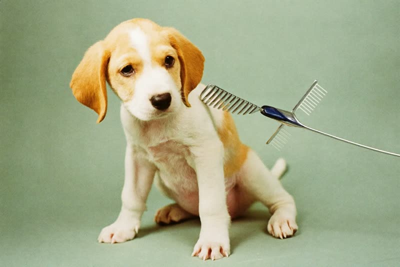 A puppy sitting for its first groom