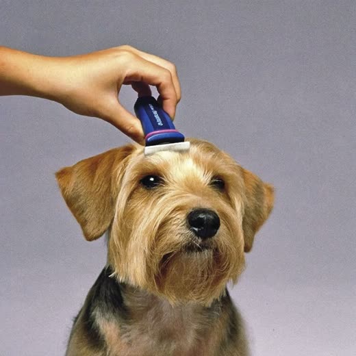 A terrier having its coat clipped