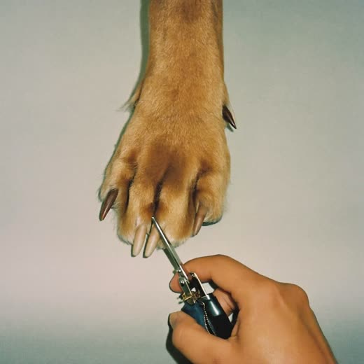 A dog's paw during a nail trim