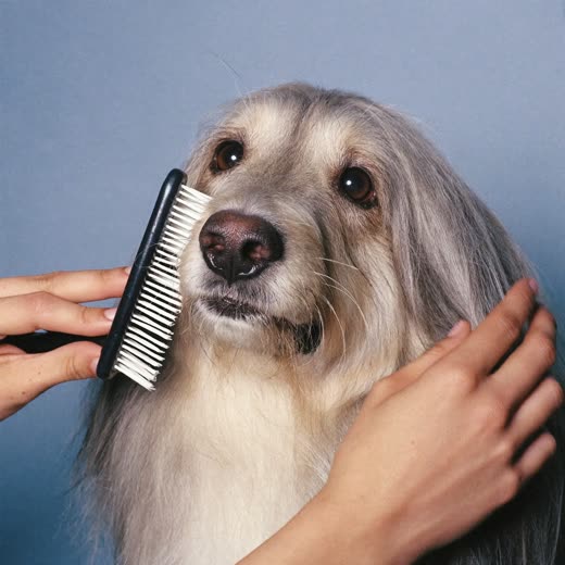 A long-haired dog being brushed out