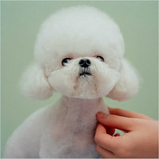 A small dog with a freshly finished trim